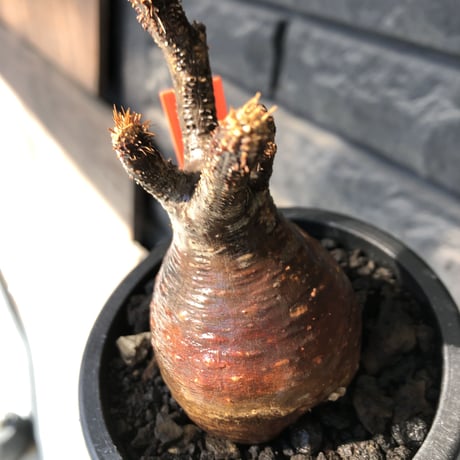 pachypodium gracilius《大きめS size》赤肌株※現地球発根後店主国内管理3年株※赤味も強くぼってり株元な選抜株※mad black pot植え