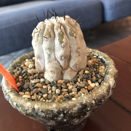 copiapoa   cinerea  黒王丸《M size》希少※現地球株自根株‼︎※店主国内管理2年株※大変白さ&サイズ感&balance良き黒王丸※陶器 pot植え