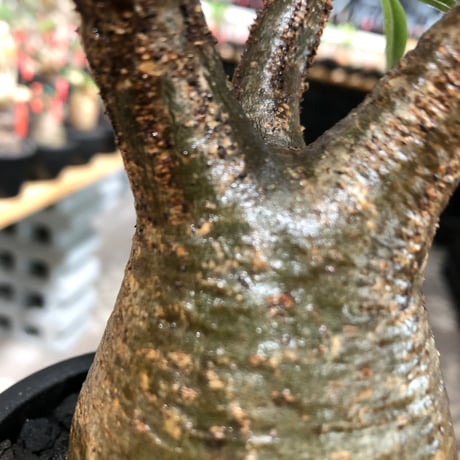pachypodium gracilius《大きめM size》※現地球株発根済※うっすらgreen肌と生き様感じる株元の傷みも味深く整った樹形の一株‼︎※black pot植え
