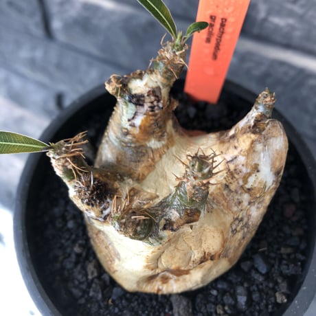 pachypodium gracilius《M size》ぼってり短枝&極現地焼け肌※現地球発根後店主国内管理3年株※極めて現地焼けマミレれな特化した装い‼︎※mad black pot植え