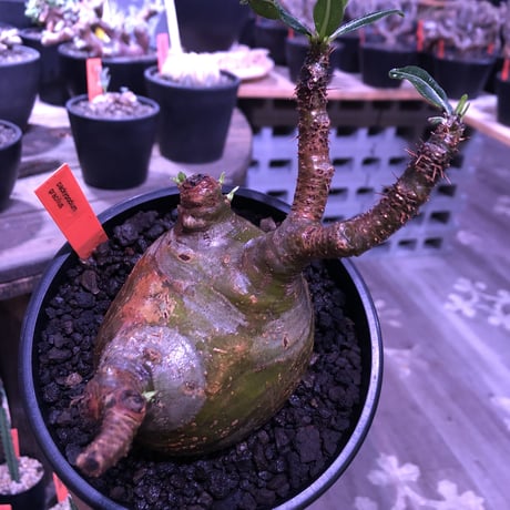 packypodium  gracilius《大きめM size》※現地球発根済株※店主国内管理5年株※一部現地焼けと希少green肌＆纏まり過ぎない歪感ぼってり樹形※mad black pot植え