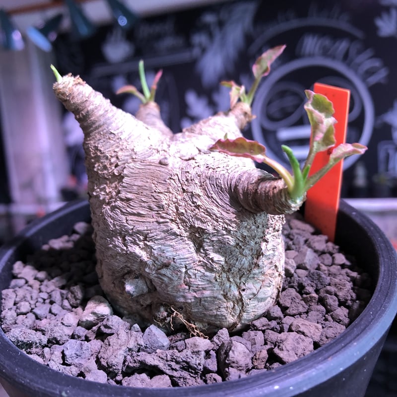 ユーフォルビア・イポメア ボルジアーナ】 現地球発根活着済み