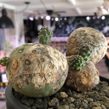 tephrocactus geometricus 《LL size》激希少‼︎※現地球株発根済※実生株＆カキ仔株でないと流通がほぼないため所持率も極めて低き渾身の一株※black bowl pot植え