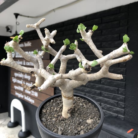 othonna  furcata《 LL size》極白肌良樹形※現地球発根後店主国内管理5年株※極美白肌且つ大きめながら大変枝振りバランスも良き一株※mad black bowl pot植え