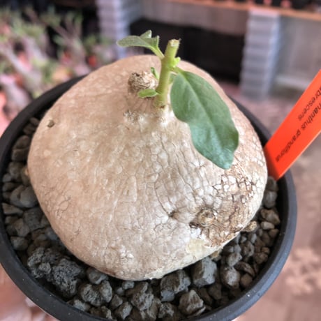 pentagonanthus grndiflorus ssp.glabrescens《L size 》※現地球発根済株※激希少‼︎可愛すぎぼってり＆美開花※mad black bowl pot植え