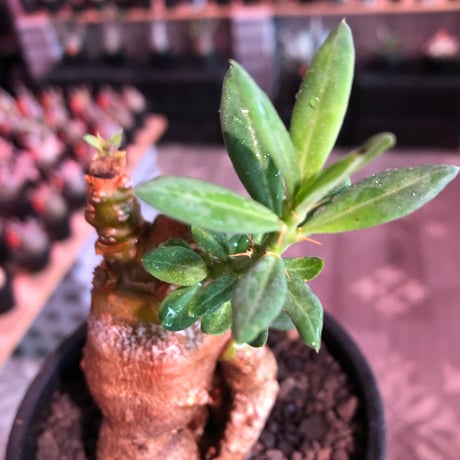 packypodium bispinosum 《M size》※現地球発根済株※小振りでも株元がwildな丁度良きサイズ感‼︎※mad black pot植え