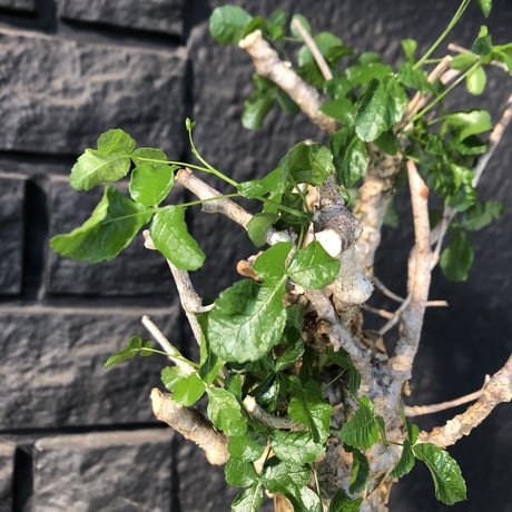 commiphora   humbertii《 M  size》※発根芽吹き済み株‼︎ ※wildな一際異彩を放つ大変綺麗な美株フンベルティー‼︎※mad black pot植え