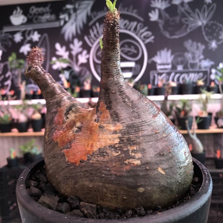 packypodium  gracilius《L size》※現地球発根済株※大変、美術的インテリア性も高く、両A面で現地焼けの一味プラスのオススメ株‼︎※mad black bowl pot植え