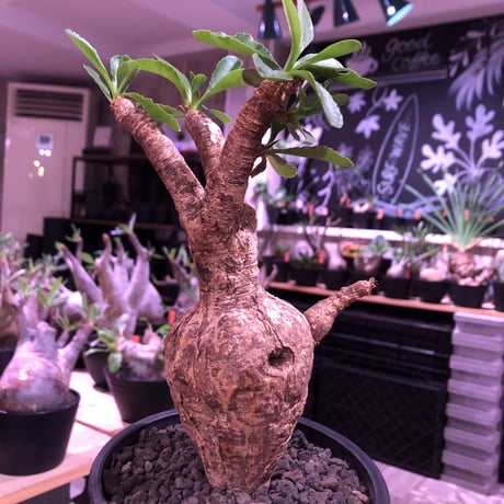 euphorbia   subapoda《大きめM size 》特化した肌質＆ぼってり樹形且つ、株元の四つ穴が堪らないスバポダ※mad black pot植え