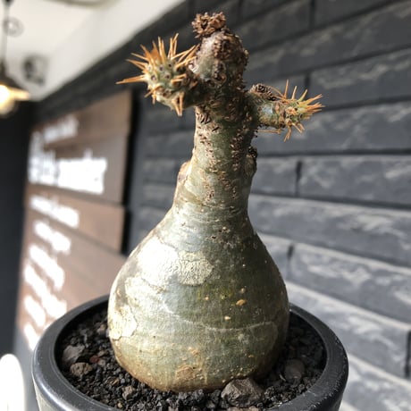 pachypodium gracilius《大きめS size》球体良樹形※現地球発根後店主国内管理3年株※weight低き短枝で360度球体良樹形※mad black pot植え