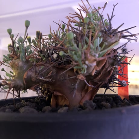 othonna   euphorbioides《M  size》mad black pot植え　極太幹&極美株‼︎  店主管理４年株