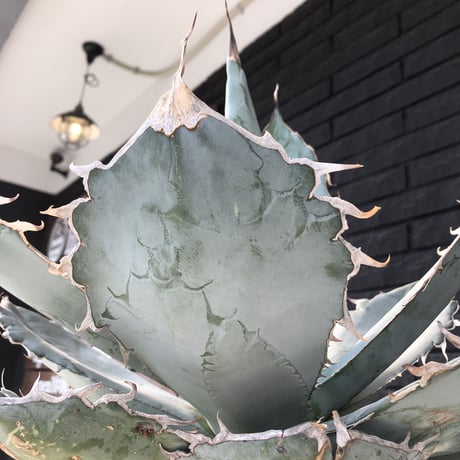 agave  titanota whiteice《大きめLL size》※現地球発根済株※美しく肉厚の葉にその名の通り白棘とのcontrastが堪らないbig株‼︎地植え可能‼︎