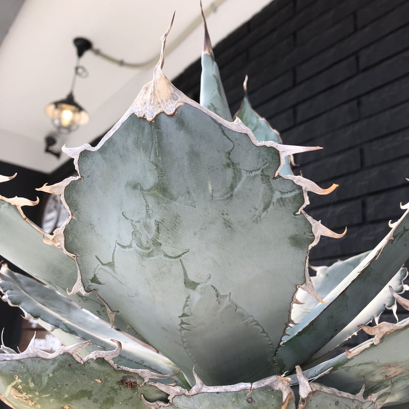 agave titanota whiteice《大きめLL size》※現地球発根済株※美し