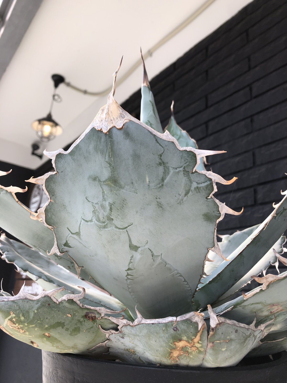 agave titanota whiteice《大きめLL size》※現地球発根済株※美し agave titanota whiteice《大きめLL size》※現地球発根済株※美し