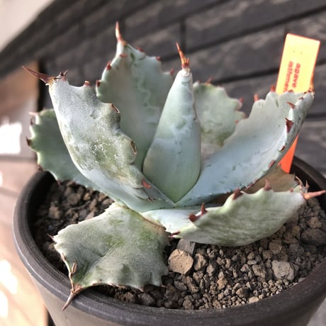 agave  isthmensis《M size》※現地球発根後店主国内管理2年株※weight低く締まり纏まり良き良バランス※mad black pot植え
