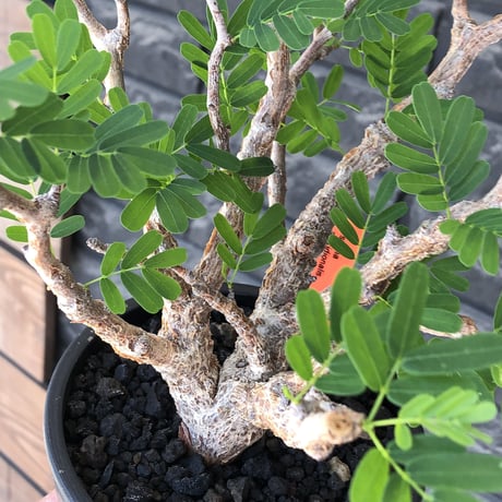 senna  meridionalis《大きめM size》※現地球株発根済※枝振りバランスも最高な一株となり幹のボコボコも強きオススメな一株‼︎※mad black pot植え