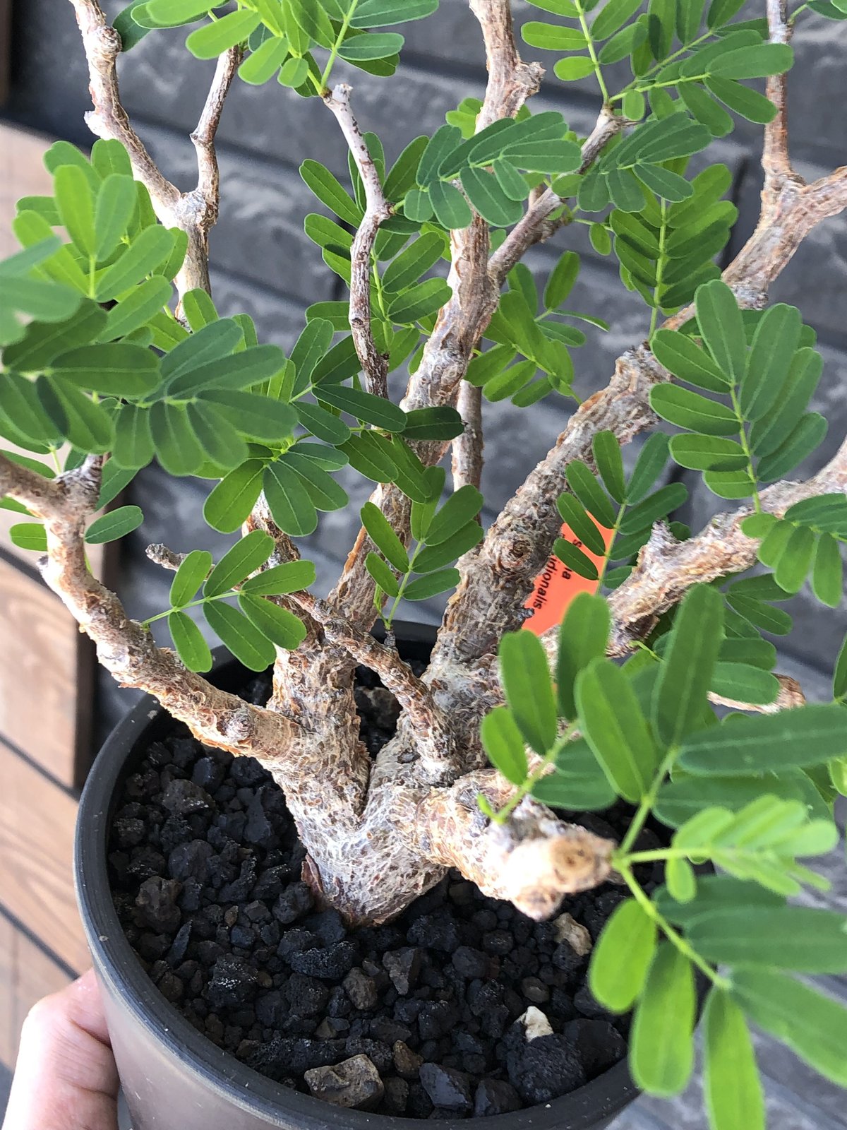 senna meridionalis《大きめM size》※現地球株発根済※枝振りバランスも