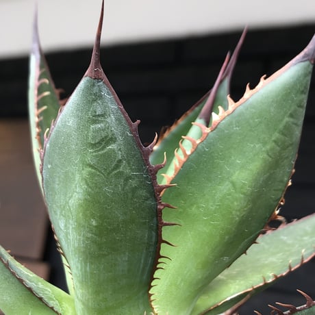 agave  horrida《大きめM size》※現地球発根後店主国内管理2年株※締まり良きbest sizeなホリダ※mad black bowl pot植え