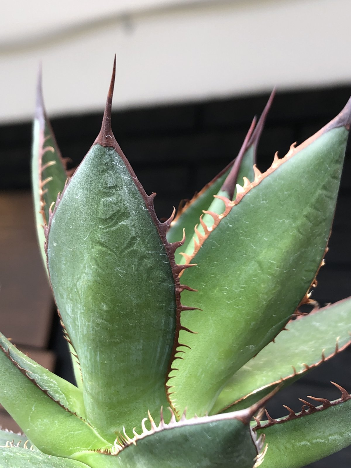 agave horrida《大きめM size》※現地球発根後店主国内管理2年株※締まり