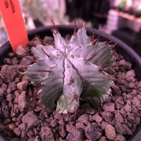 euphorbia horrida《小さめM size》※現地球発根済株※weight低きぼってり手乗りサイズの子吹き株‼︎アルバcolorなホリダ※mad black bowl pot植え