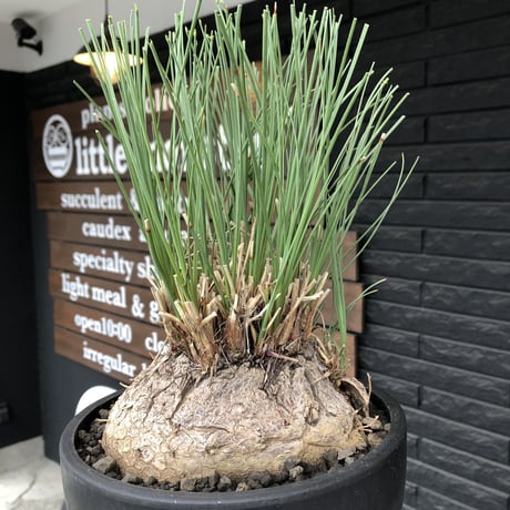 calibanus hookeri《L L size》※現地球発根後店主国内管理6年株※大変bigな良樹形且つ荒々しいwild肌質な男前フーケリー‼︎※mad black bowl pot植え