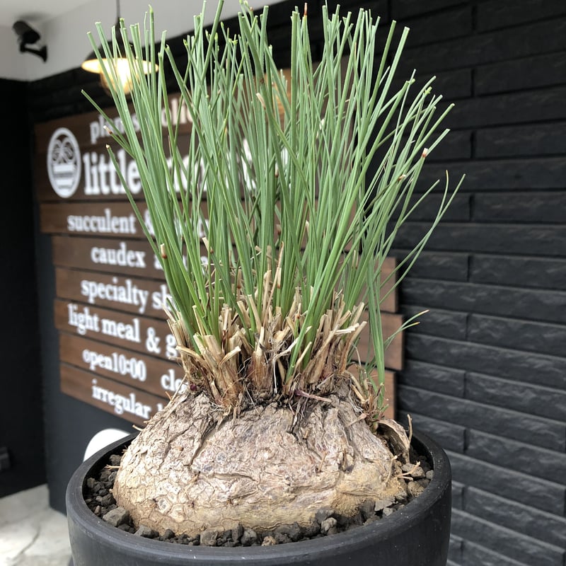 現品】カリバナス・フーケリー（Calibanus hookeri）8号Dけ番