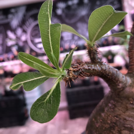 packypodium  gracilius《大きめM size》希少green肌※現地球発根済株※極球体樹形な美株の上、何より肌カラーも堪らないリトモン渾身の一株‼︎※mad black pot植え