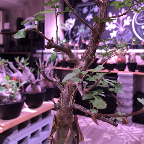 bursera  fagaroides《L  size》※現地球発根済※店主管理5年株※成熟しメクれ上がった表皮＆大変ぷっくりぼってり株元な作り込んだ一株※mad black pot植え