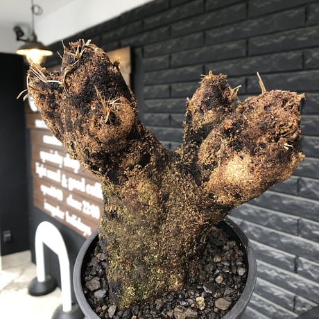 xerophyta  trichophylla《S size》※現地球発根済株※驚愕強靭株※幹太め&限りなくweightはlow‼︎これでもかわいい小振りサイズ※mad black pot植え