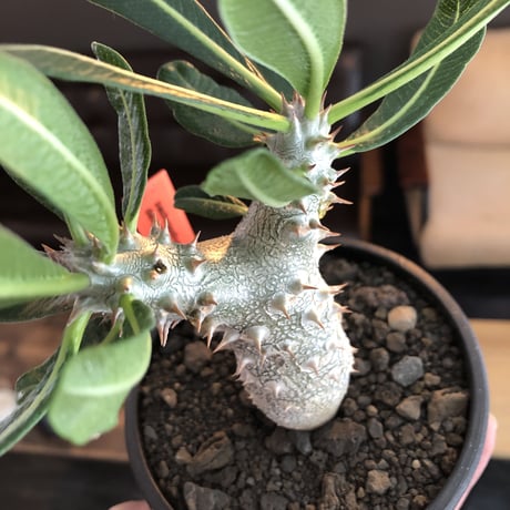 pachypodium tackyi《M size》希少種※littmon seed 4年株※白く美しくちぢれ葉が堪らなくかわいすぎる一株※mad black bowl pot植え