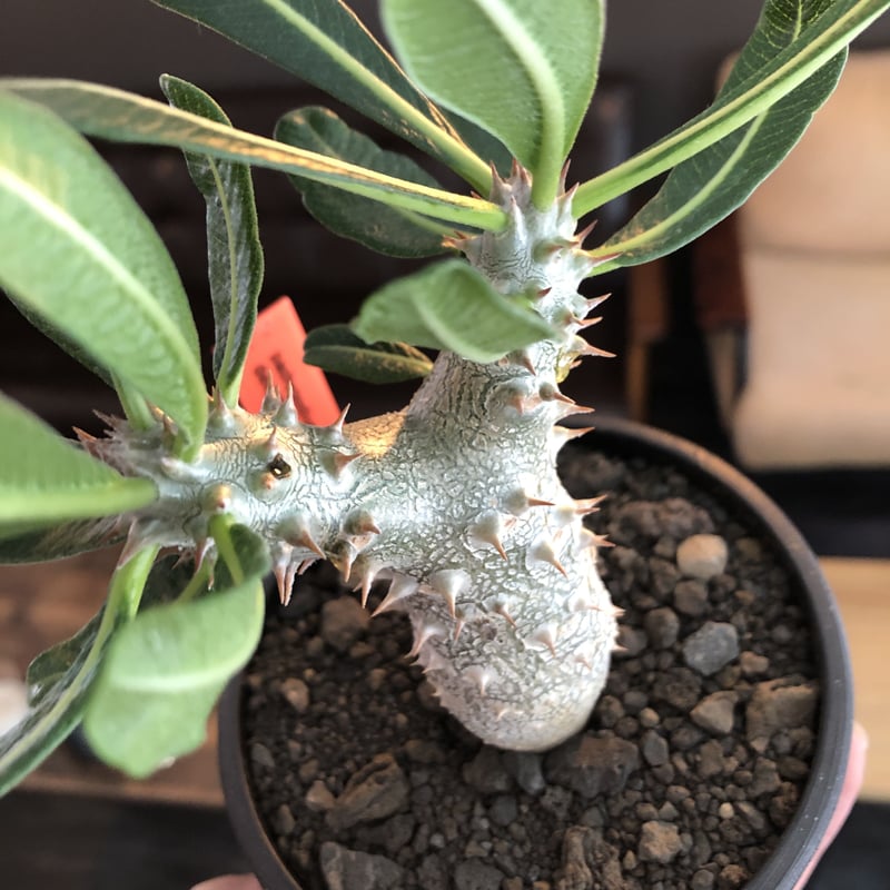 太短良型！希少種　パキポディウム タッキー 実生株 良型 太短良型！希少種 パキポディウム タッキー 実生株 良型 タッキー