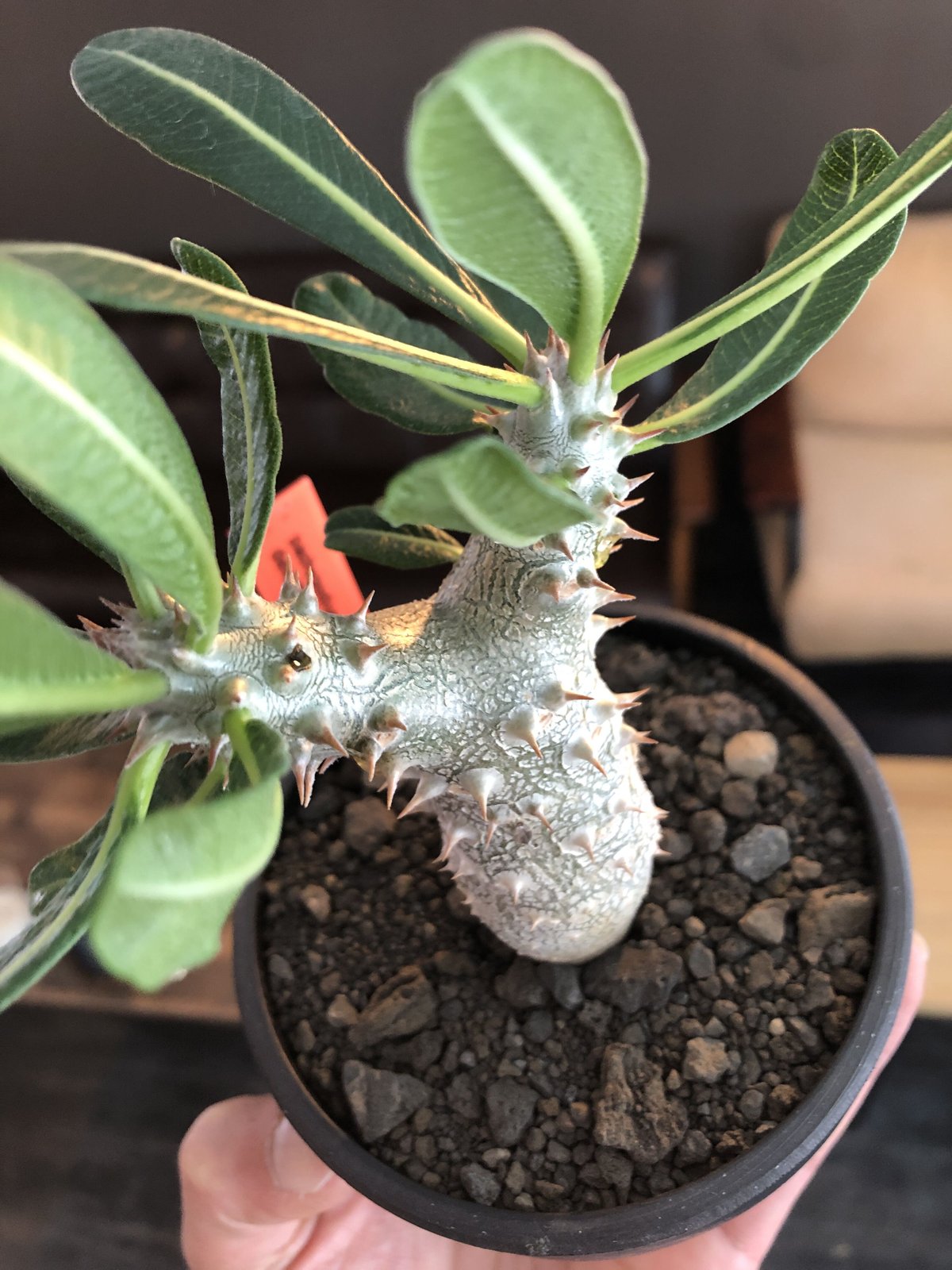 pachypodium tackyi《M size》希少種※littmon seed 4年株※ pachypodium tackyi《M size》希少種※littmon seed 4年株※