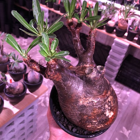 packypodium  gracilius《L  size》※現地球発根済株※店主国内管理3年株※現地焼けの自己主張強きぼってりwildグラキ‼︎※mad black pot植え