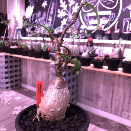 packypodium  succulentum《大きめS size》現地球発根済株‼︎※既にミニチュアにしただけの良き装い‼︎※mad black pot植え