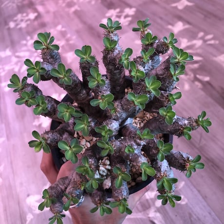 euphorbia    guillauminiana《M  size》細身でも枝数の激しい良美株‼︎