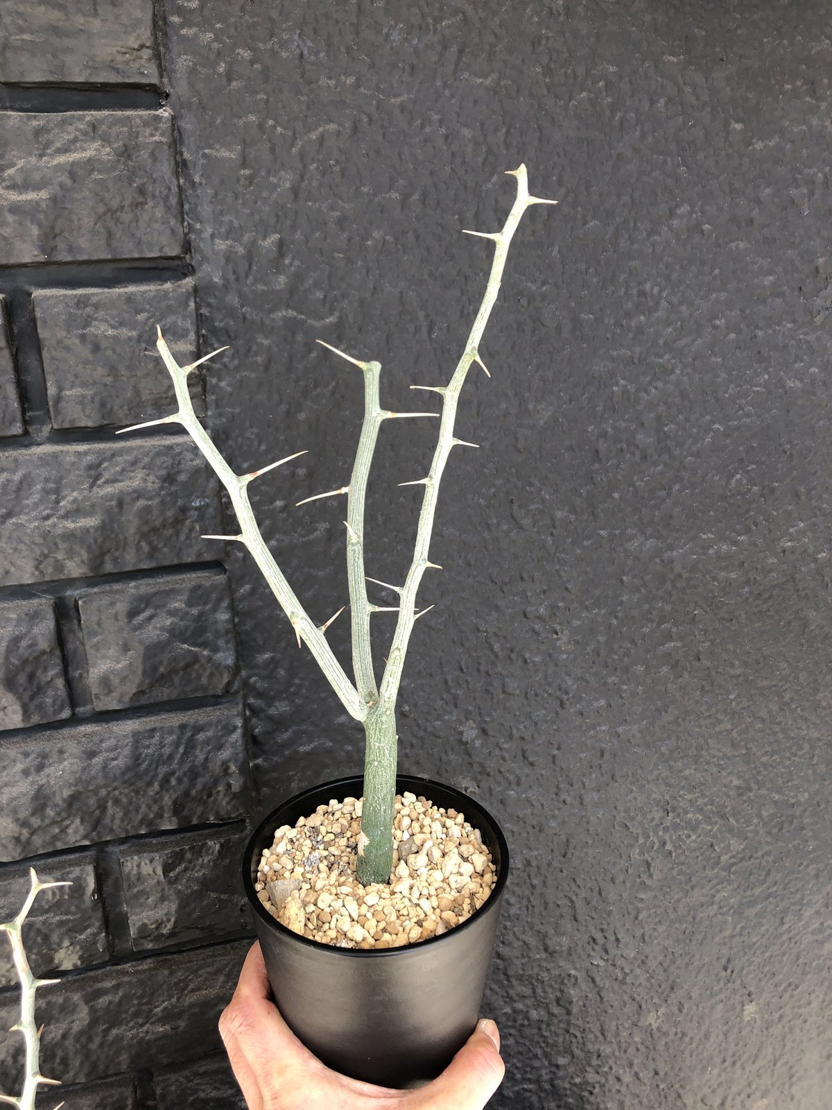 adenia ballyi《M size》※極めて流通のないソマリア激希少株バリー