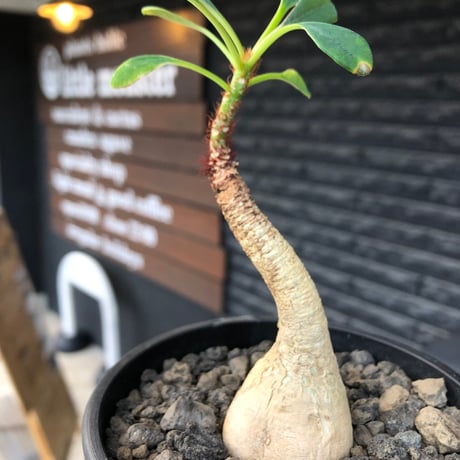 euphorbia ramena《M size》※現地球株発根済※ぽっこり丸み強き株元＆絶妙に捻くれた枝振りバランスが愛らしいラメナ※black bowl pot植え
