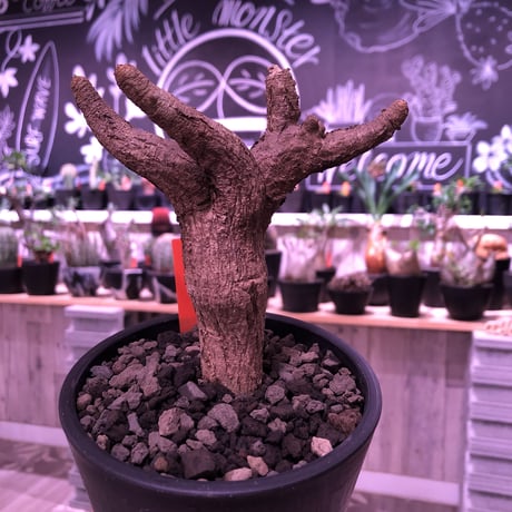 euphorbia  itremensis 《M size》個体差の激しい樹形とmad質な葉&表皮colorが魅力な人気者※mad black pot植え