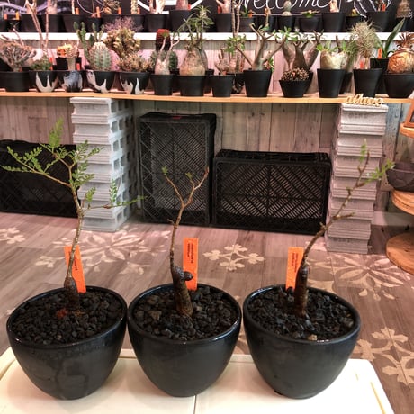 opercullicarya  packypus   littmon  seed🌱 《5年株》幹も太く‼︎&枝振り樹形&balance良きパキプス※mad black bowl pot植え※限定3株