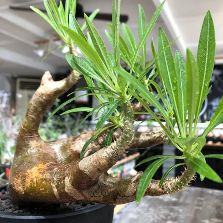 pachypodium inopinatum《L size》※現地球株発根済※斜面に自生のため好きな方には刺さる捻くれバランスの可愛さと良枝振りな一株※black bowl pot植え
