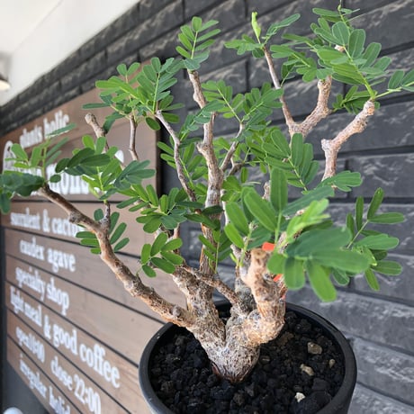senna  meridionalis《大きめM size》※現地球株発根済※枝振りバランスも最高な一株となり幹のボコボコも強きオススメな一株‼︎※mad black pot植え