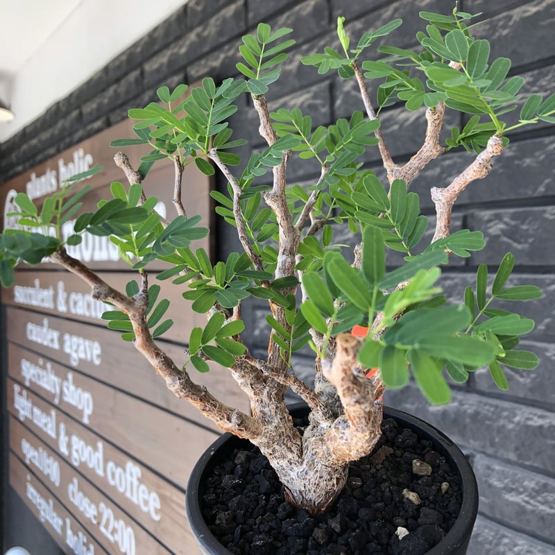 senna meridionalis《大きめM size》※現地球株発根済※枝振りバランスも