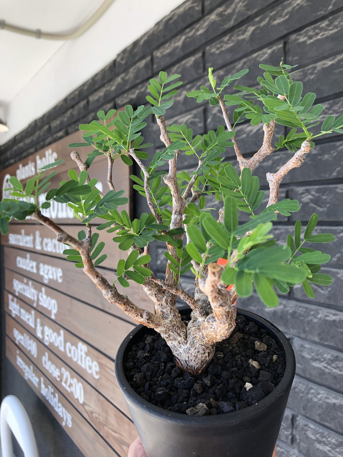 senna meridionalis《大きめM size》※現地球株発根済※枝振りバランスも