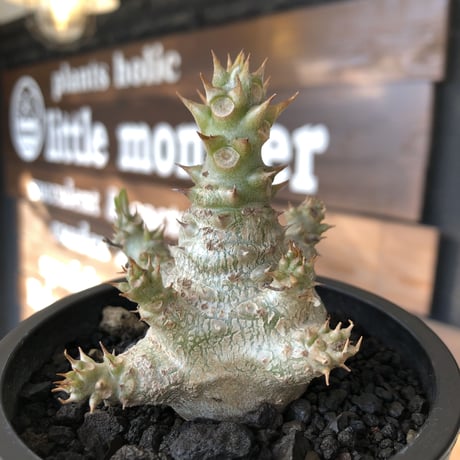 pachypodium windsorii《M size》※選抜littmon seed🌱※weight低き極ぼってり株元&枝振りも◎良樹形※mad black pot植え