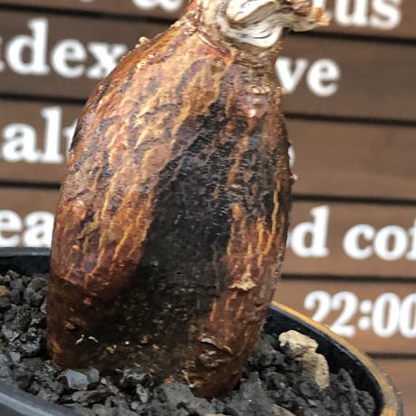 pachypodium succulentum 《M size》※現地球株発根済※サキュレンタムらしからぬ濃いめの肌に整った丸み強き良樹形が堪らない‼︎※mad black pot植え