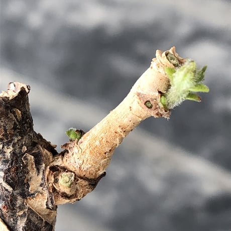 cyphostemma montagnacii《 大きめL size》※現地球発根後店主国内管理7年株※希少種大株ひび割れた表皮が渋かっこいい一株‼︎良樹形※mad black bowl pot植え