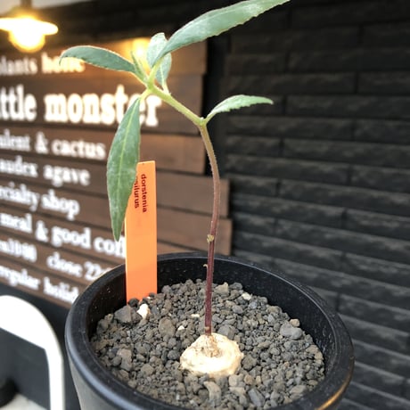 dorstenia   psilurus《大きめS size》激希少種※現地球発根後店主国内管理1年株※中々手に入らない現地球株レア物※mad black pot植え