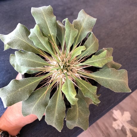 packypodium  namaquanum  光堂《M size》希少極美株‼︎ 冬型パキポ‼︎ ※mad black pot植え　店主管理４年株