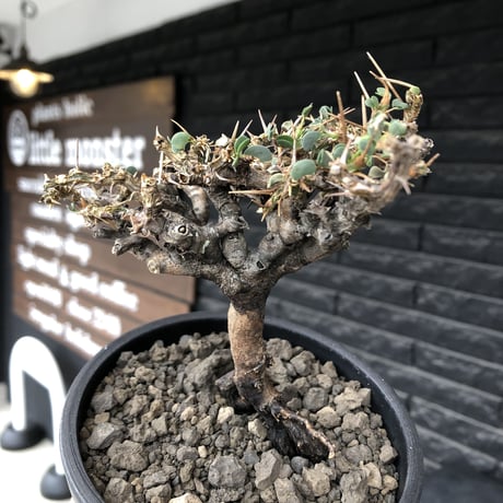 sarcocaulon  vanderietiae《M size》※現地球発根後店主国内管理3年株※希少春秋型種‼︎コンパクトで幹上がり仕立ての一株※mad black pot植え