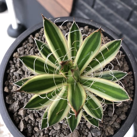 agave filifera ssp.schidigera班入り《M size》※現地球発根後店主国内管理2年株※大変美しくそして締まり良き一株‼︎※mad black bowl pot植え
